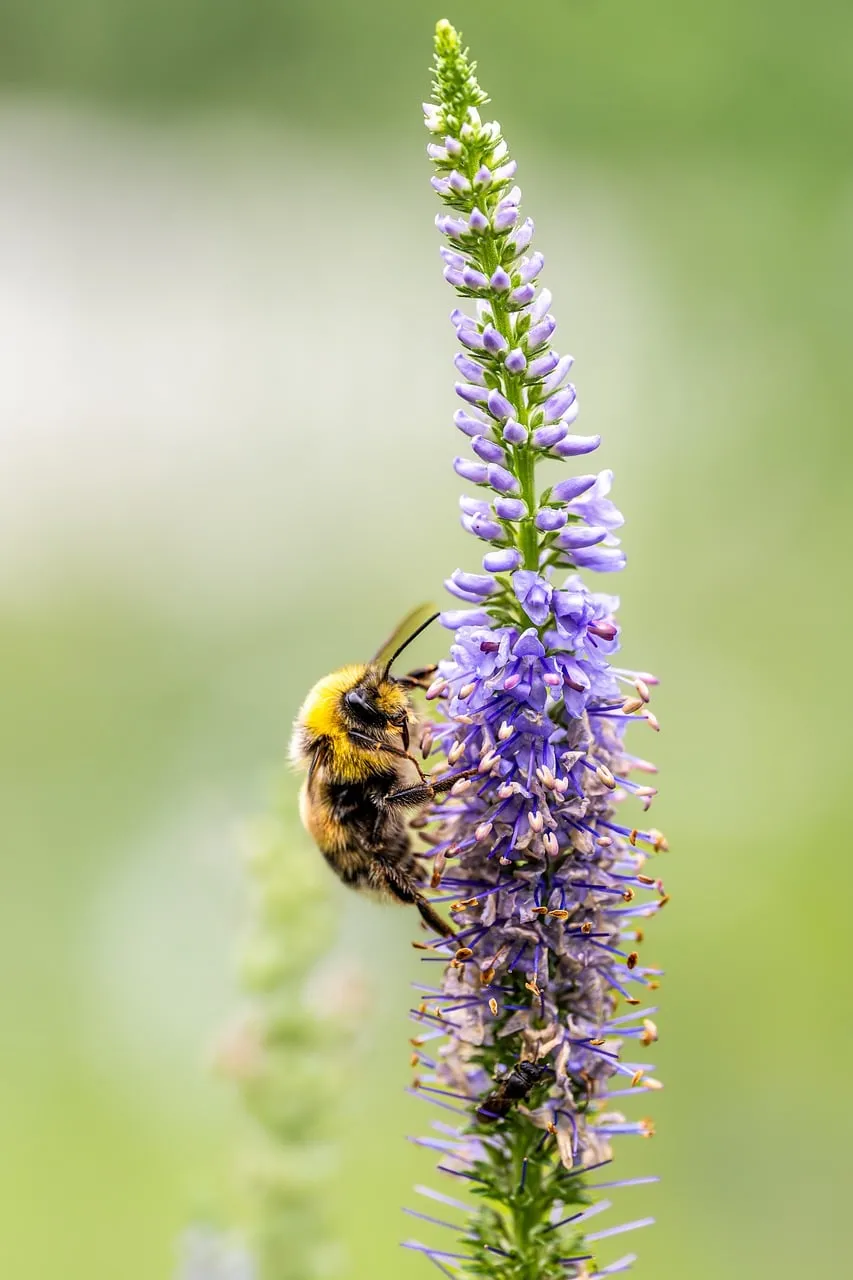 Vibrant Bumblebee on Lavender: A Summer's Delight