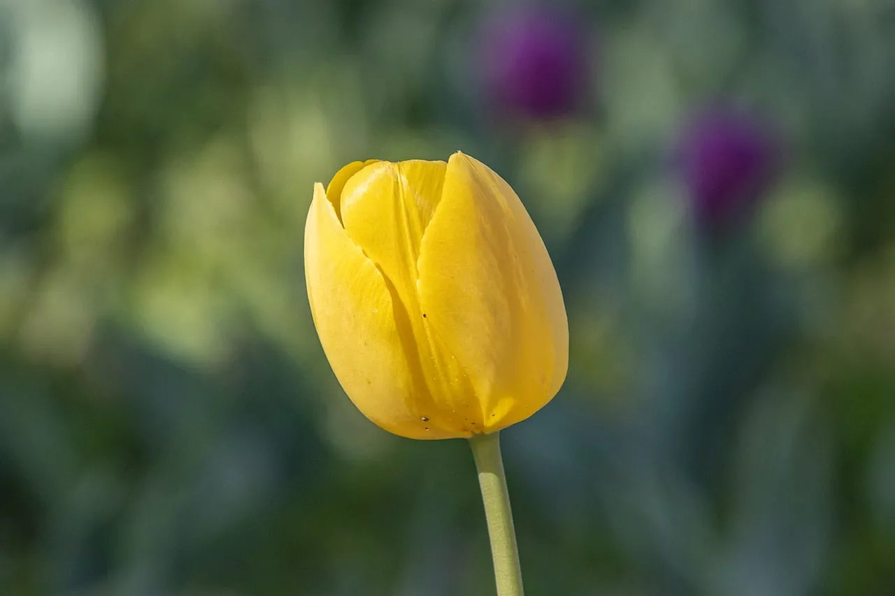 Vibrant Yellow Tulip: A Glimpse of Spring's Beauty
