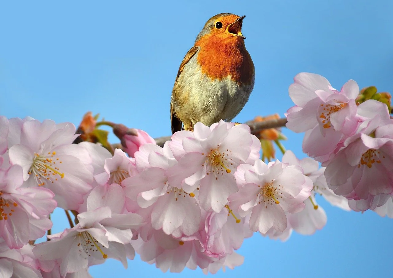 Chirping Robin on Cherry Blossoms: Spring's Vibrant Symphony