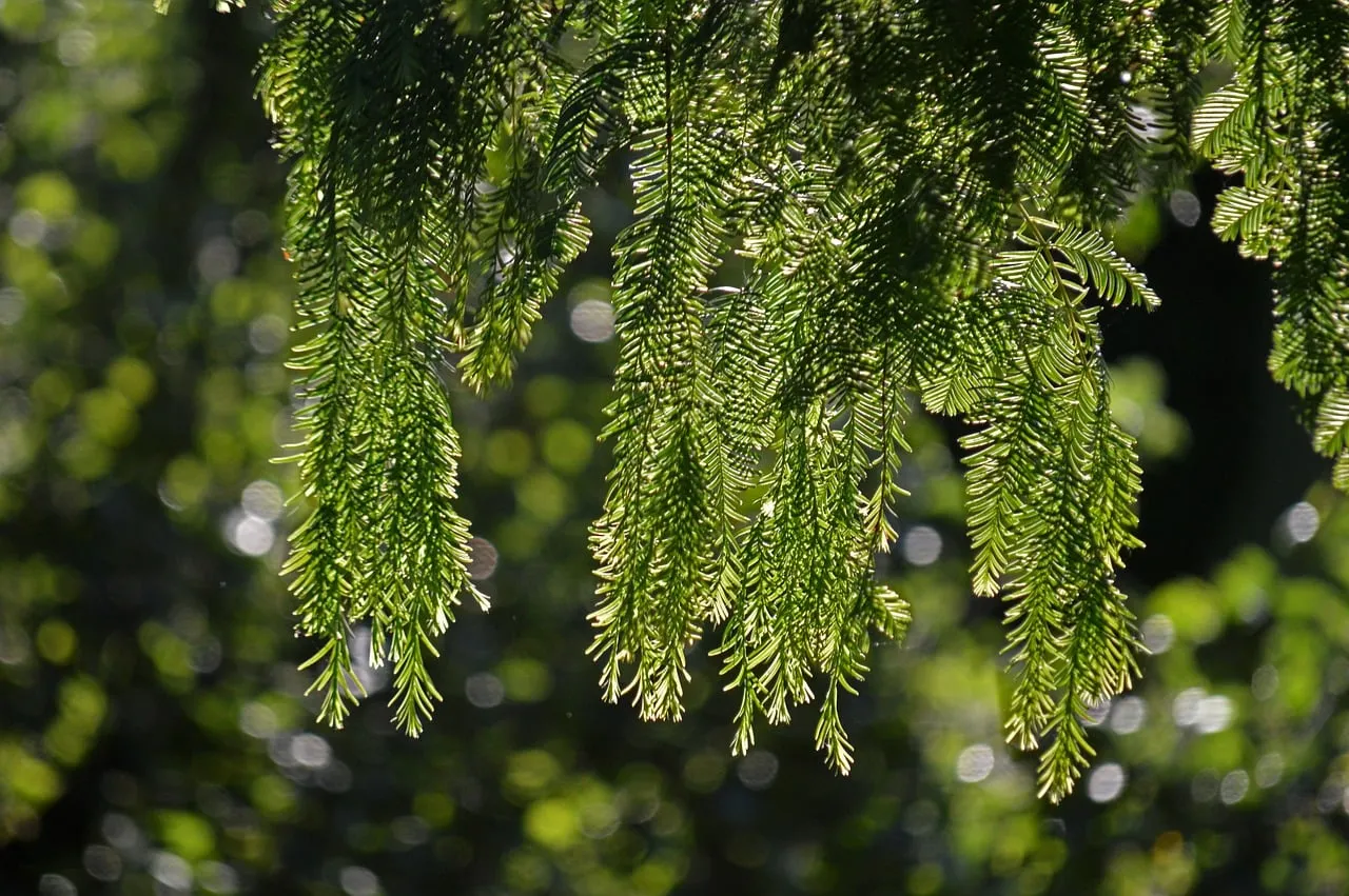 Vibrant Dawn: Metasequoia's Lush Green Glow