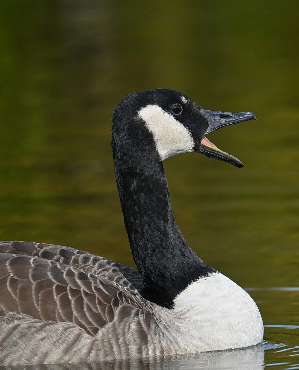 Majestic Canadian Goose Glides: A Close-up of Lakeside Serenity