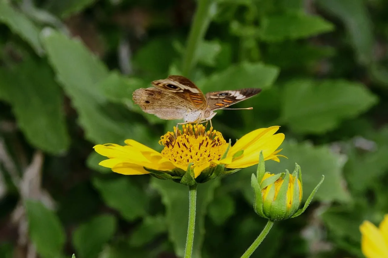 Vibrant Summer: Butterfly Pollinates Golden Wildflower