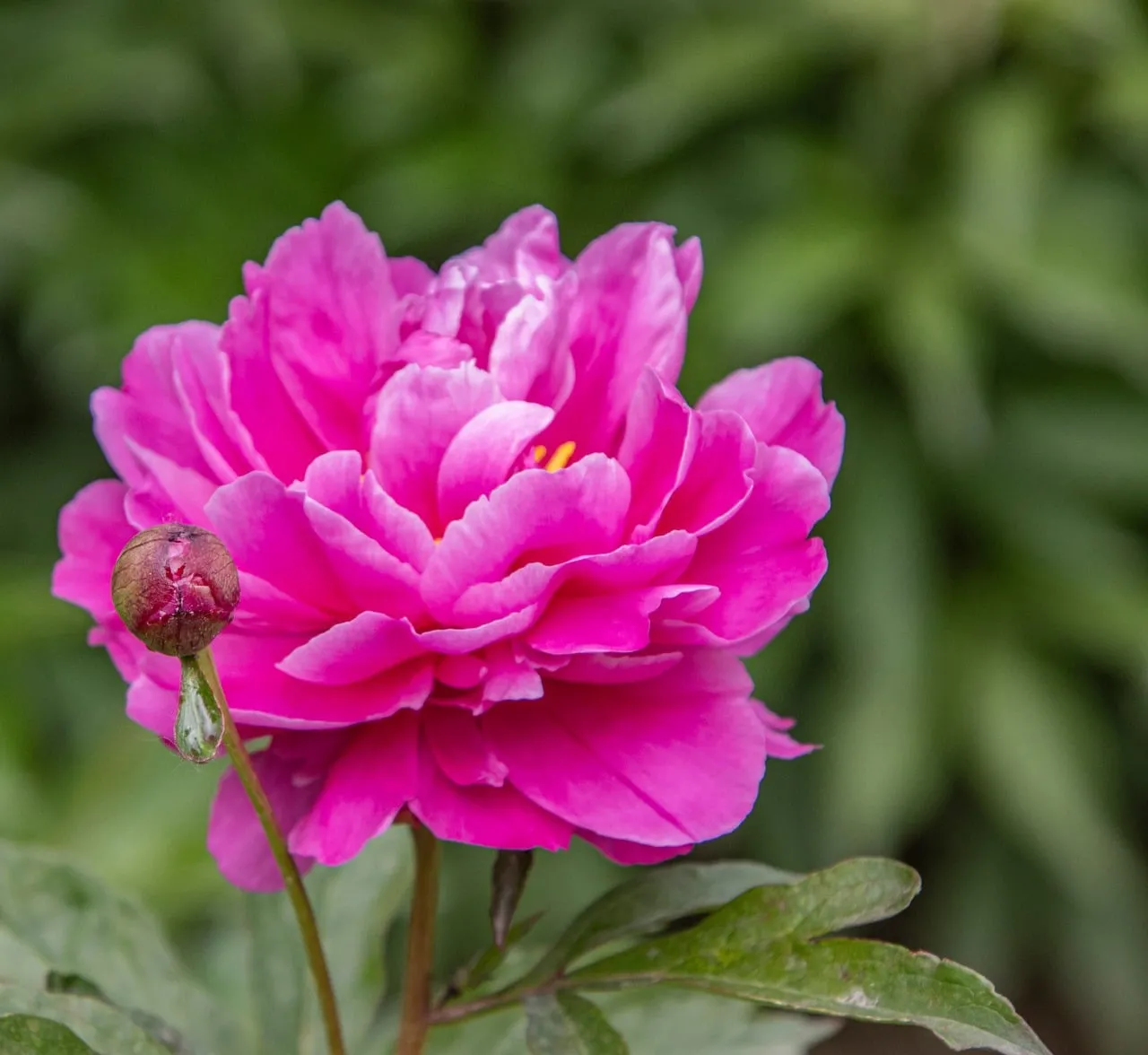 Vibrant Pink Peony Bloom in Lush Garden