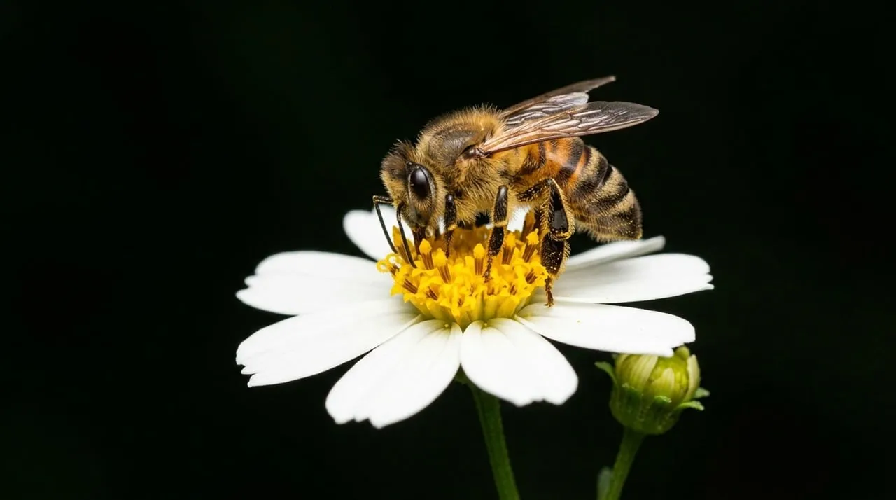 Vibrant Macro: Honey Bee Nectaring on White Wildflower