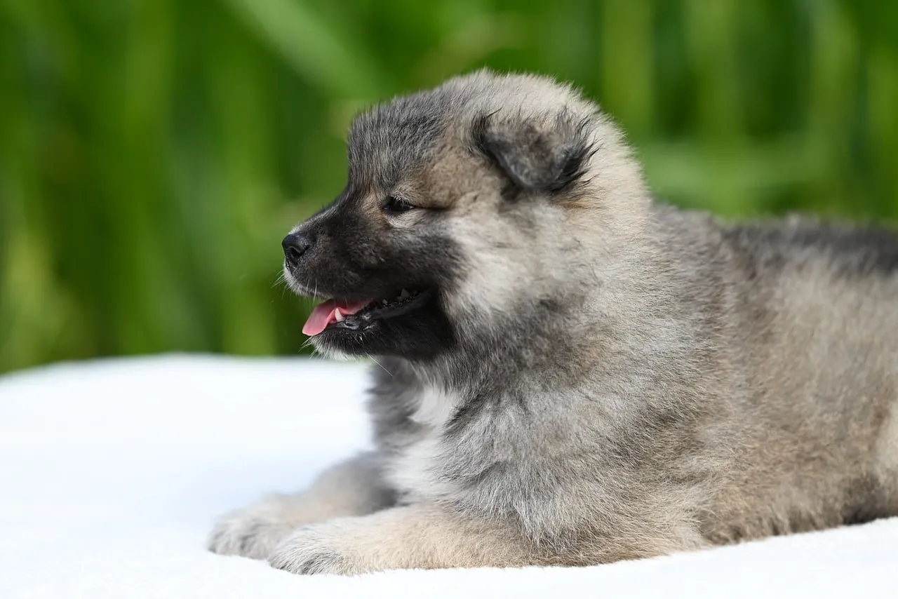 Adorable Fluffy Eurasier Puppy Resting Outdoors