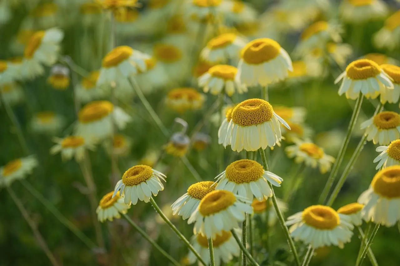 Vibrant Chamomile Field: A Sunny Spring Bloom