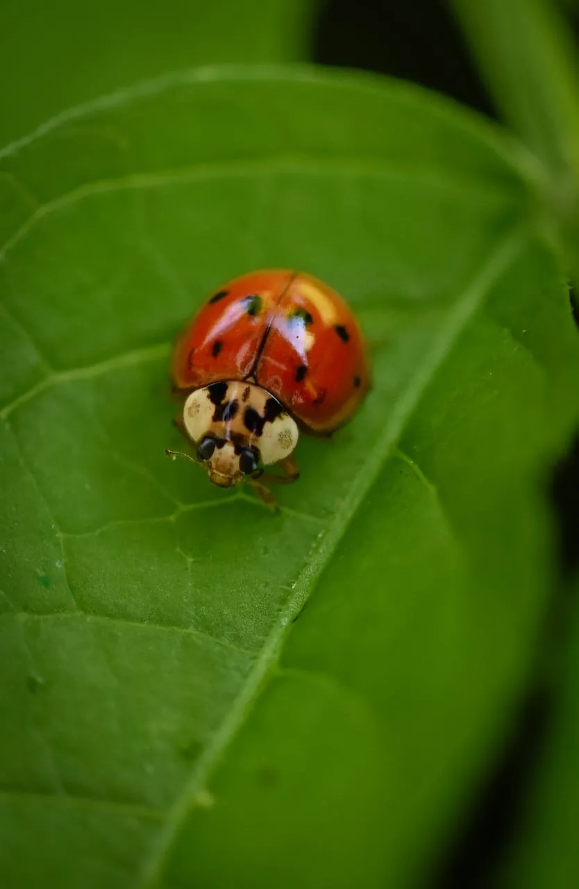 Vibrant Red Ladybug: A Macro Nature's Detail on Green Leaf