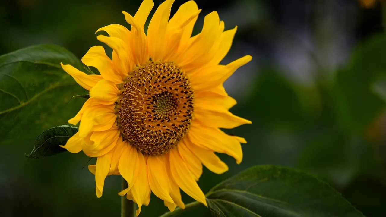 Vibrant Sunflower Close-up: Golden Petals and Green Leaves