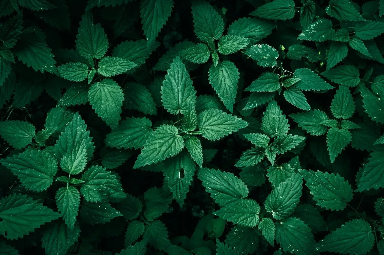 Vibrant Dark Green Nettle Leaves: Nature's Refreshing Pattern