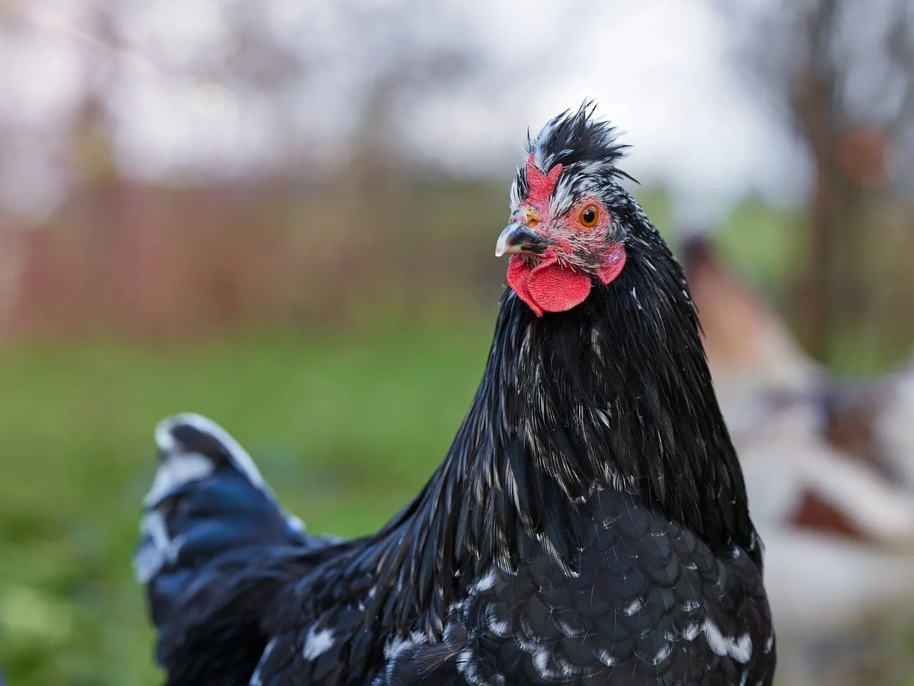 Striking Black and White Rooster Portrait in Nature