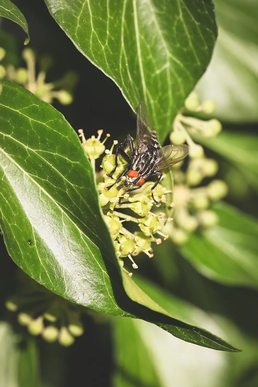 Vibrant Macro: Fly Perched on Green Leaf in Natural Light