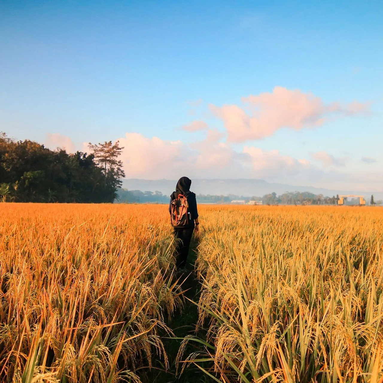 Golden Hour Wander: Serene Solitude in Autumn Fields