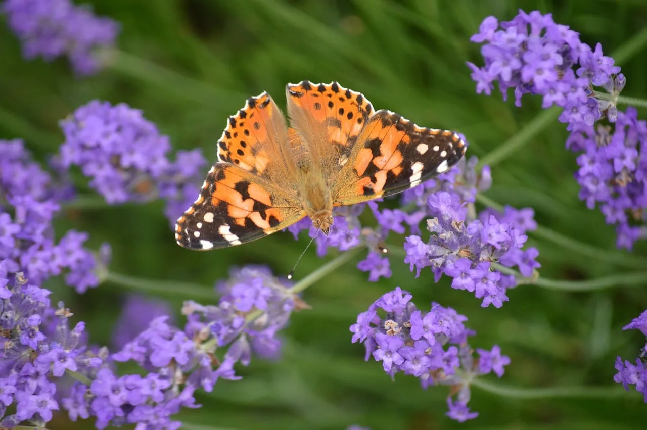 Vibrant Painted Lady Butterfly on Lavender