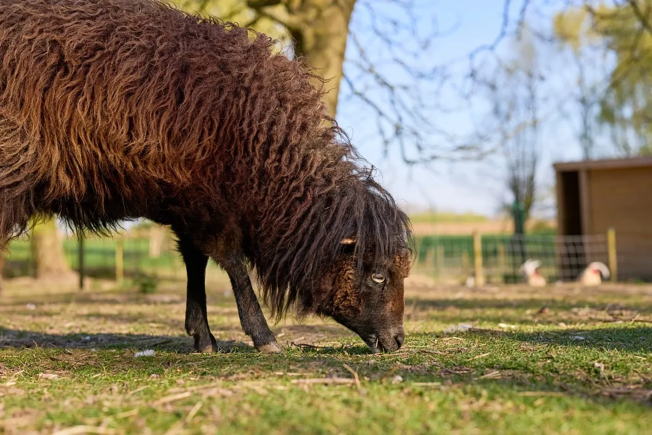 Rustic Beauty: Ouessant Sheep Grazing in Golden Sunlight