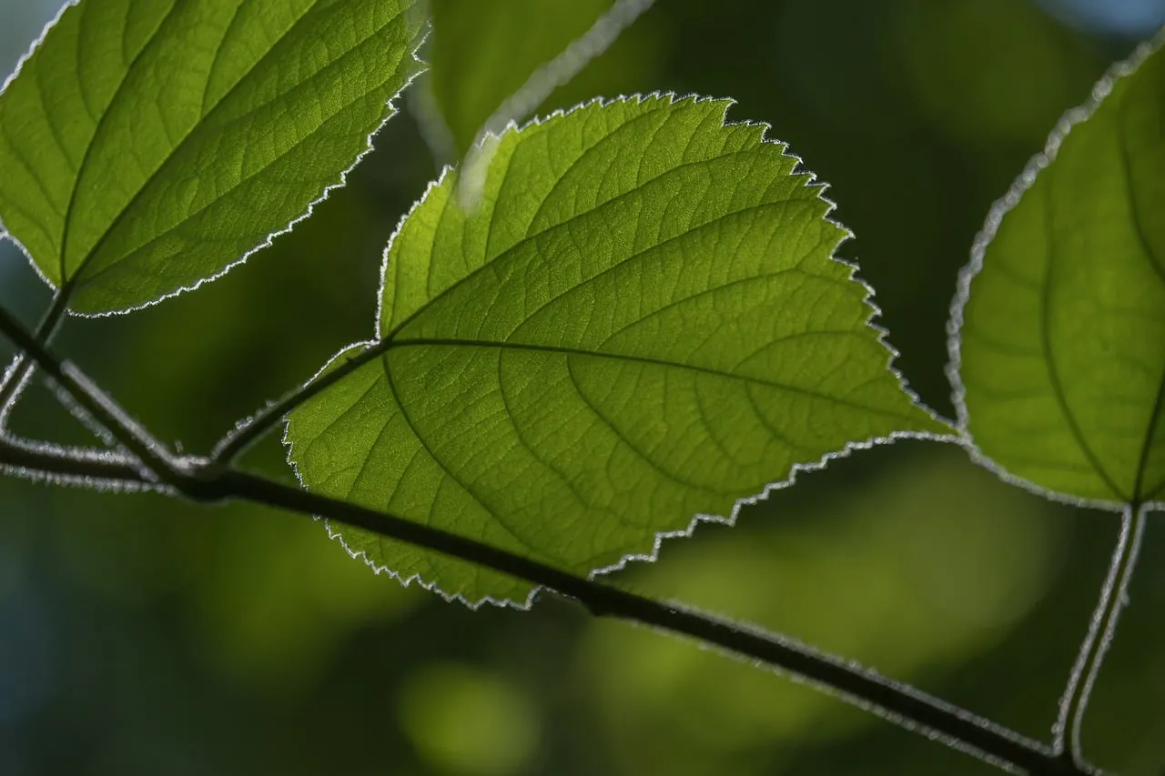 Vibrant Green Leaf Illuminated by Sunbeam
