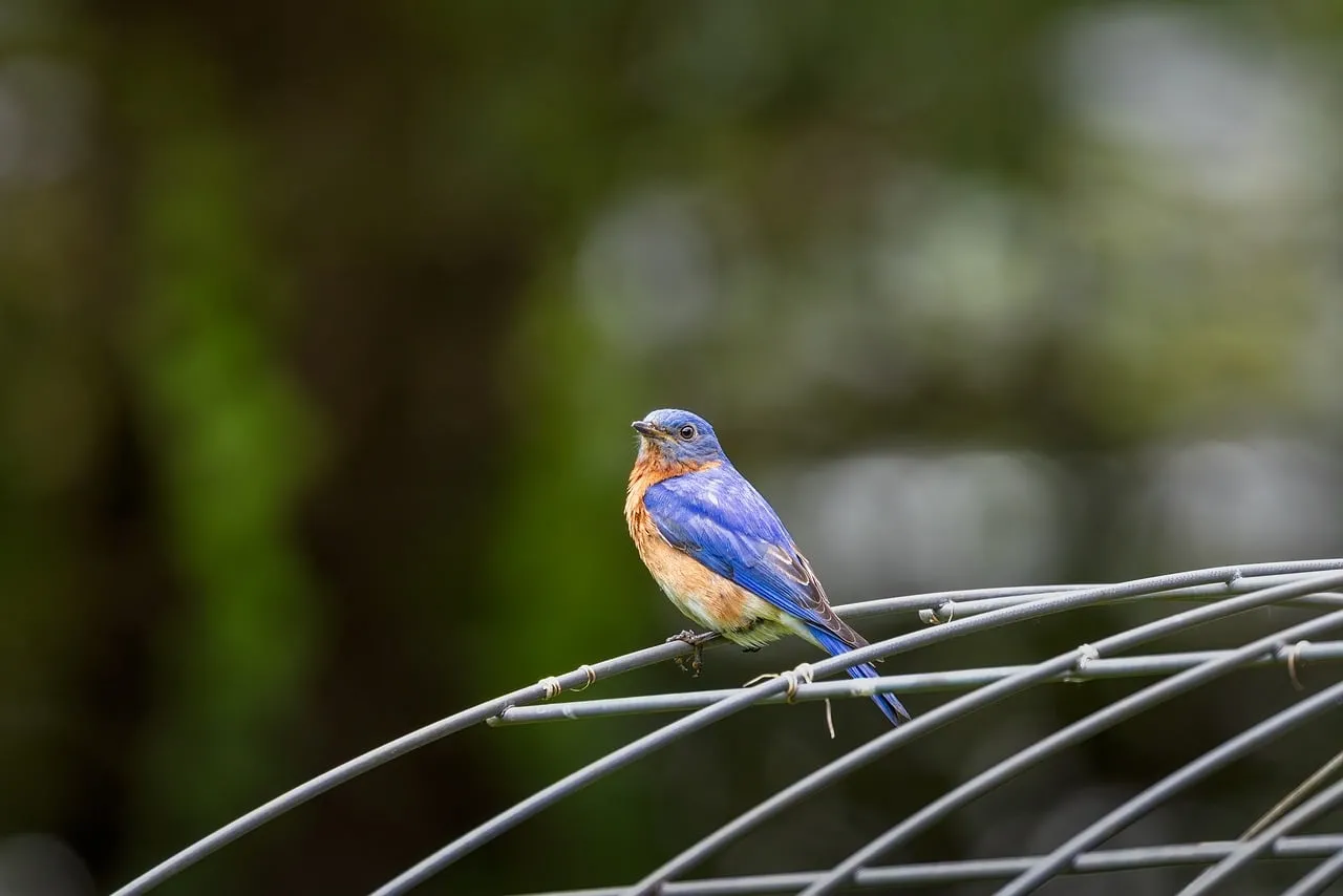 Vibrant Bluebird: Nature's Masterpiece in 4K