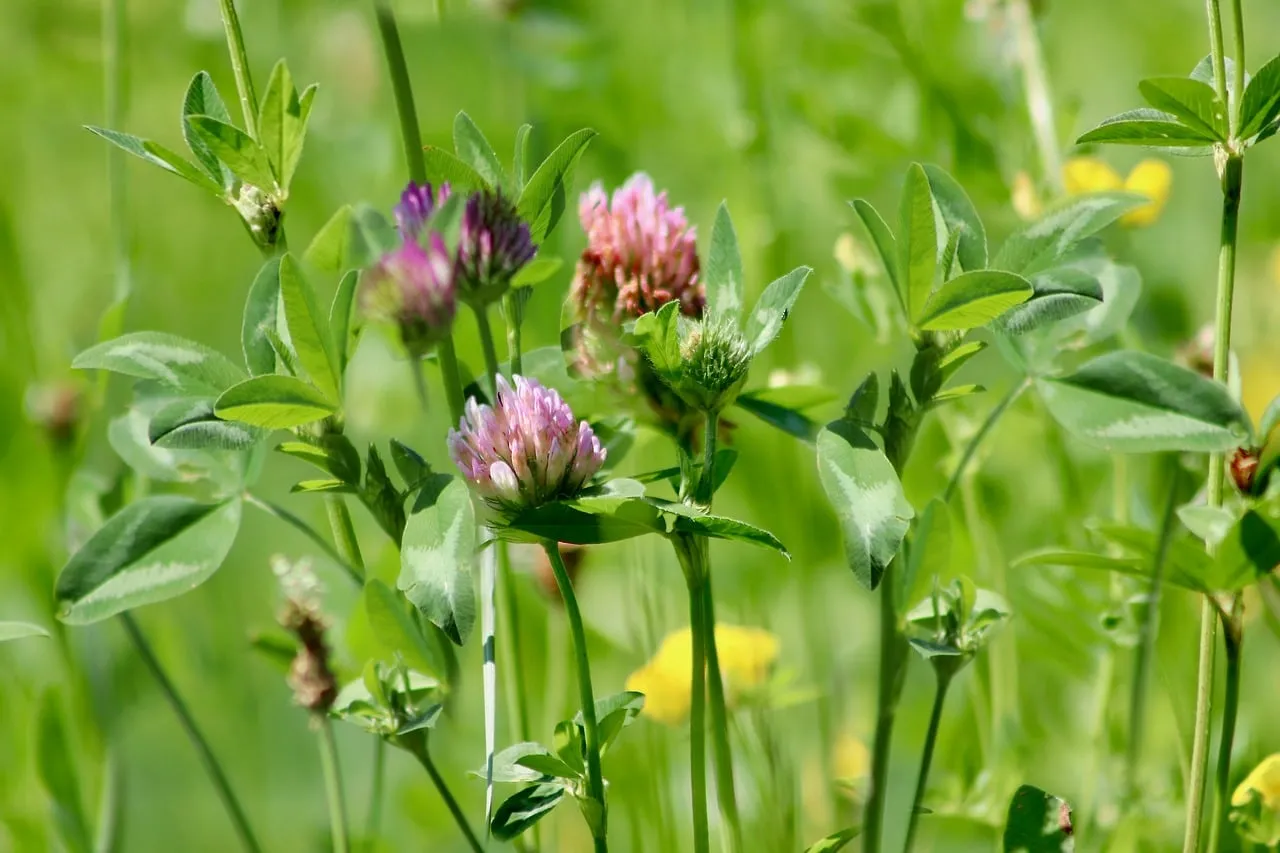 Vibrant Meadow: Red Clover's Natural Beauty