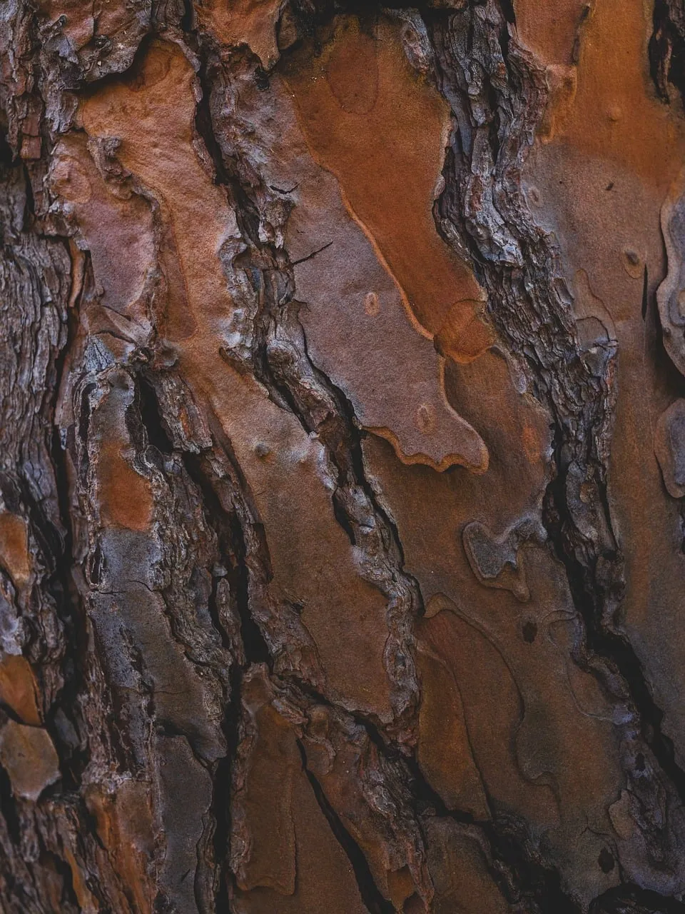 Rustic Bark Texture: A Close-Up of Nature's Art