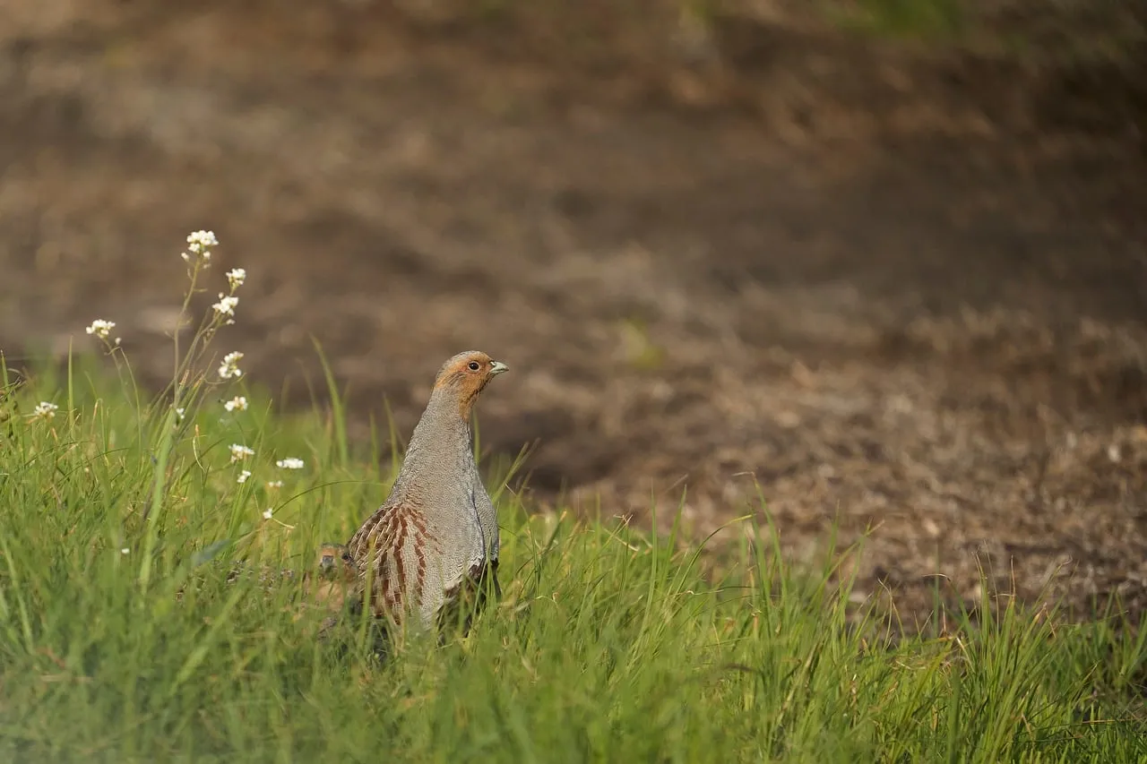 Charming Partridge Hiding in Meadow Grass
