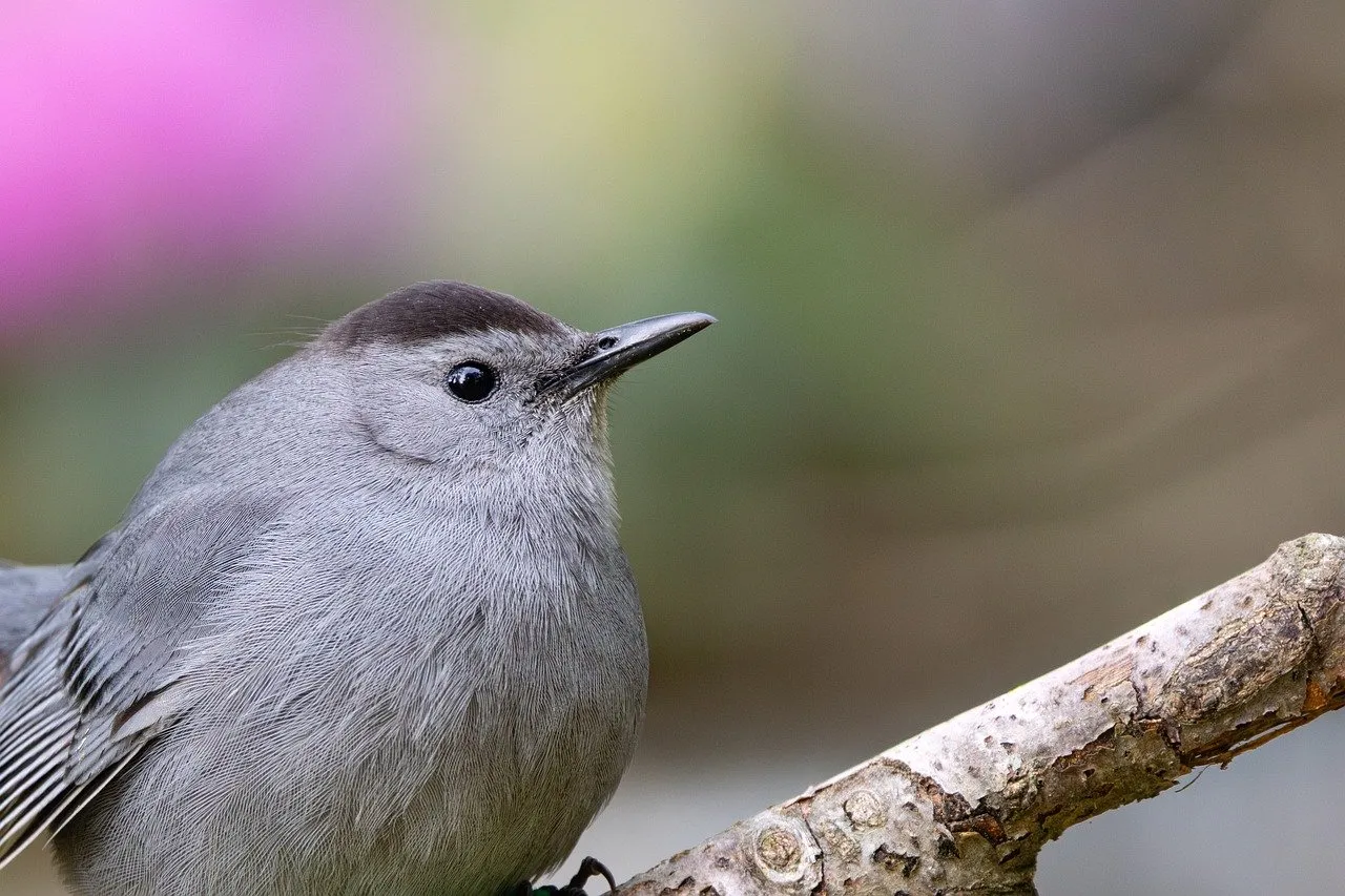Stunning Close-up: Gray Catbird Perched in Spring Bloom