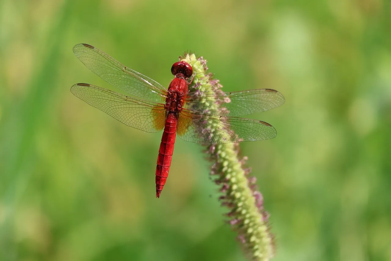 Vivid Red Dragonfly Perched on Green Stem, Macro Nature Detail