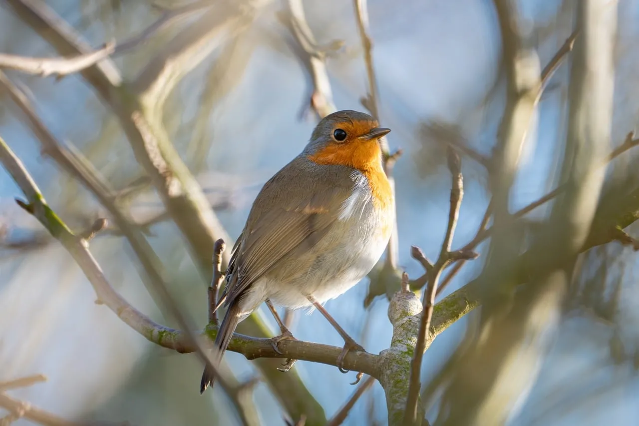 Vibrant Robin Perched: Spring's Delicate Wild Beauty