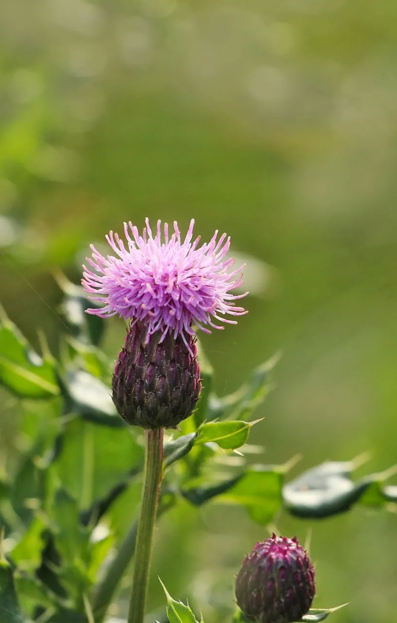 Vibrant Pink Thistle Bloom in Summer Sunlight