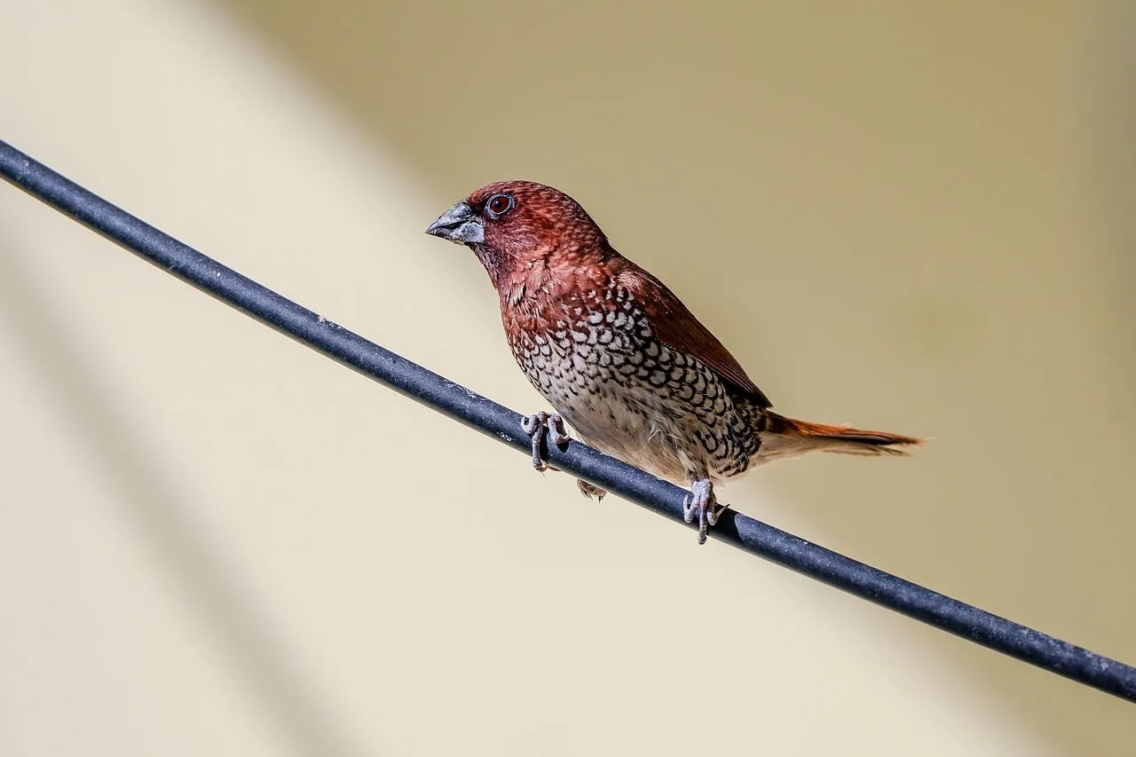 Stunning Scaly-Breasted Munia Perched on a Wire