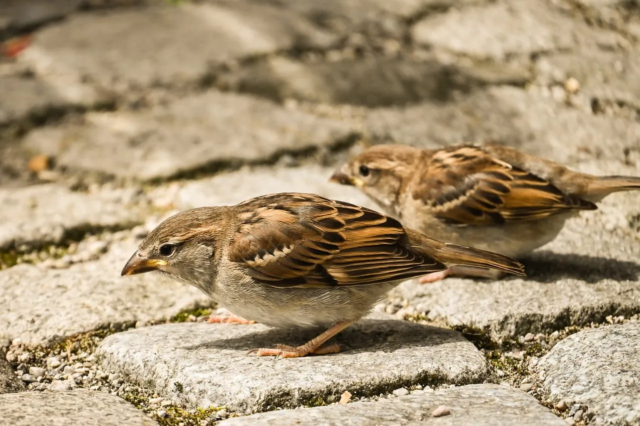 Charming Sparrows Foraging on Urban Pavement