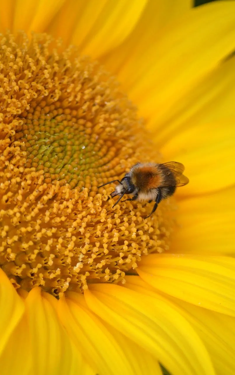 Vibrant Summer: Bee on a Golden Sunflower