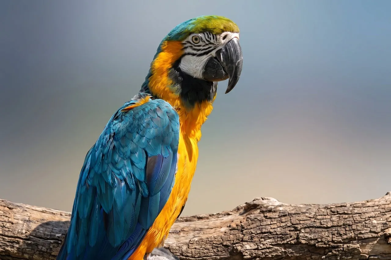 Vibrant Macaw: A Majestic Tropical Parrot Perched