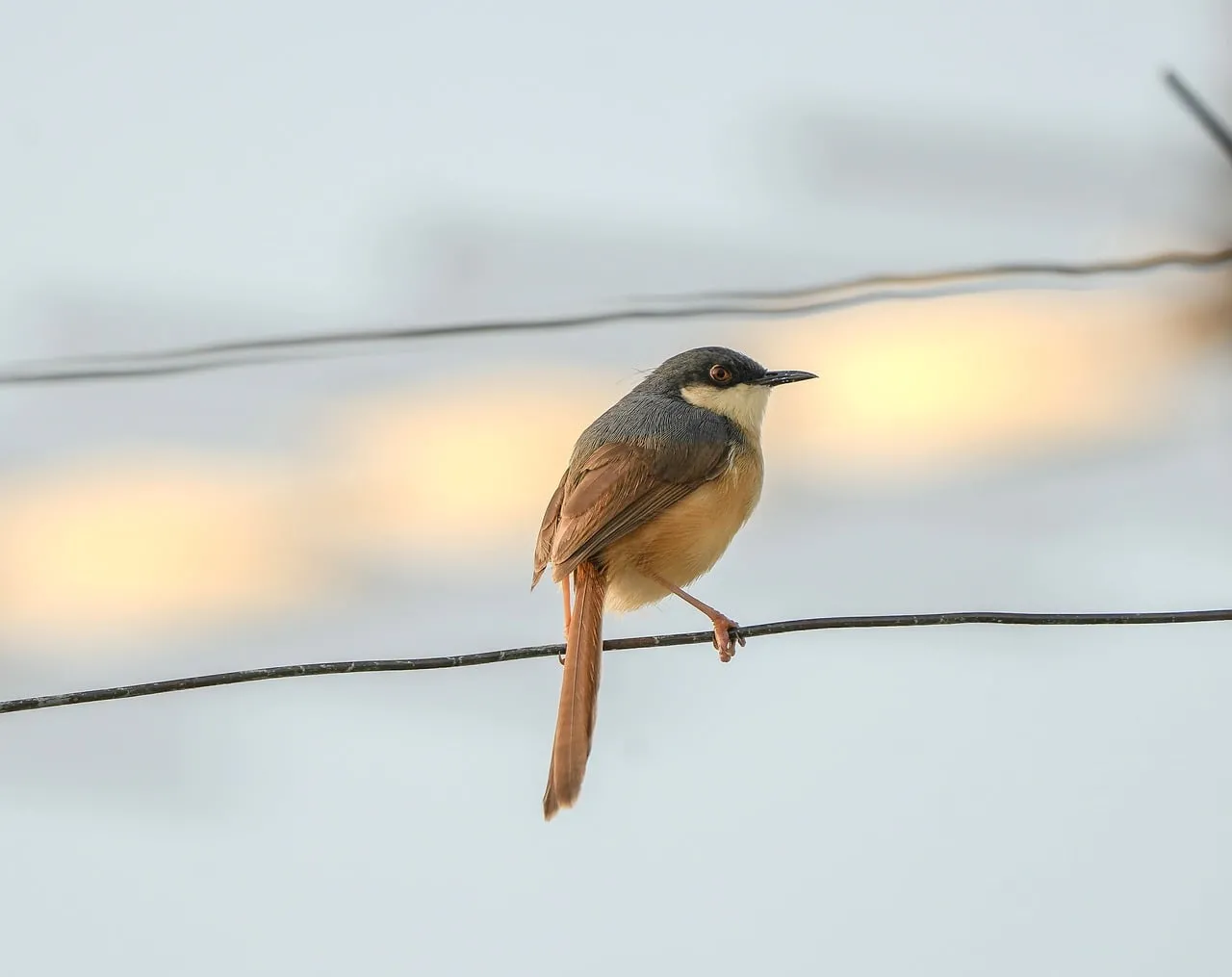 Charming Ashy Prinia Perched: Wildlife Beauty