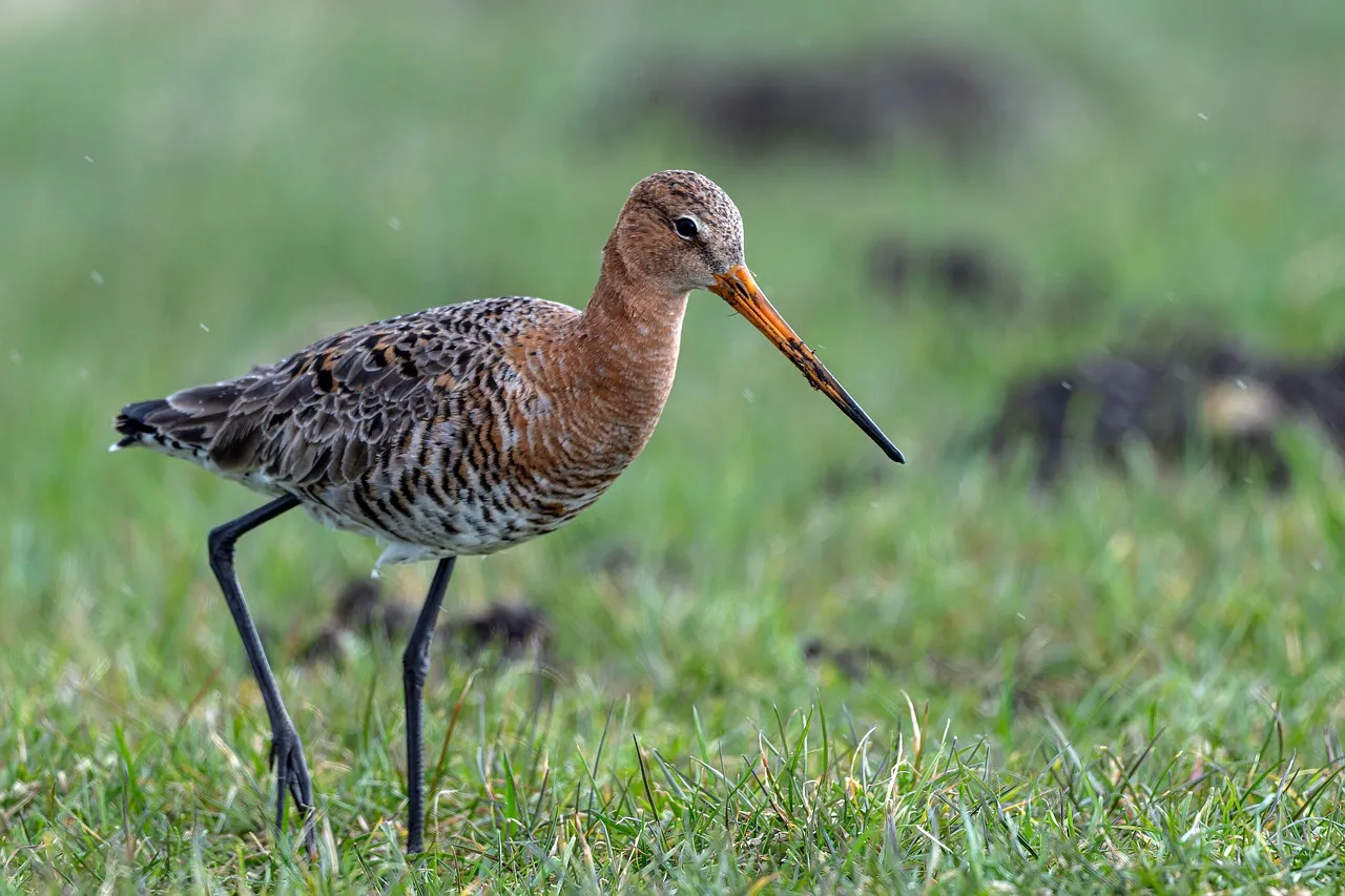Graceful Black-tailed Godwit Foraging in Lush Wetland