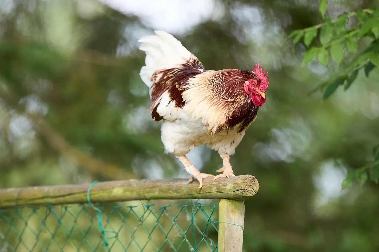 Vibrant Rooster Perched: Rural Charm & Lively Spirit