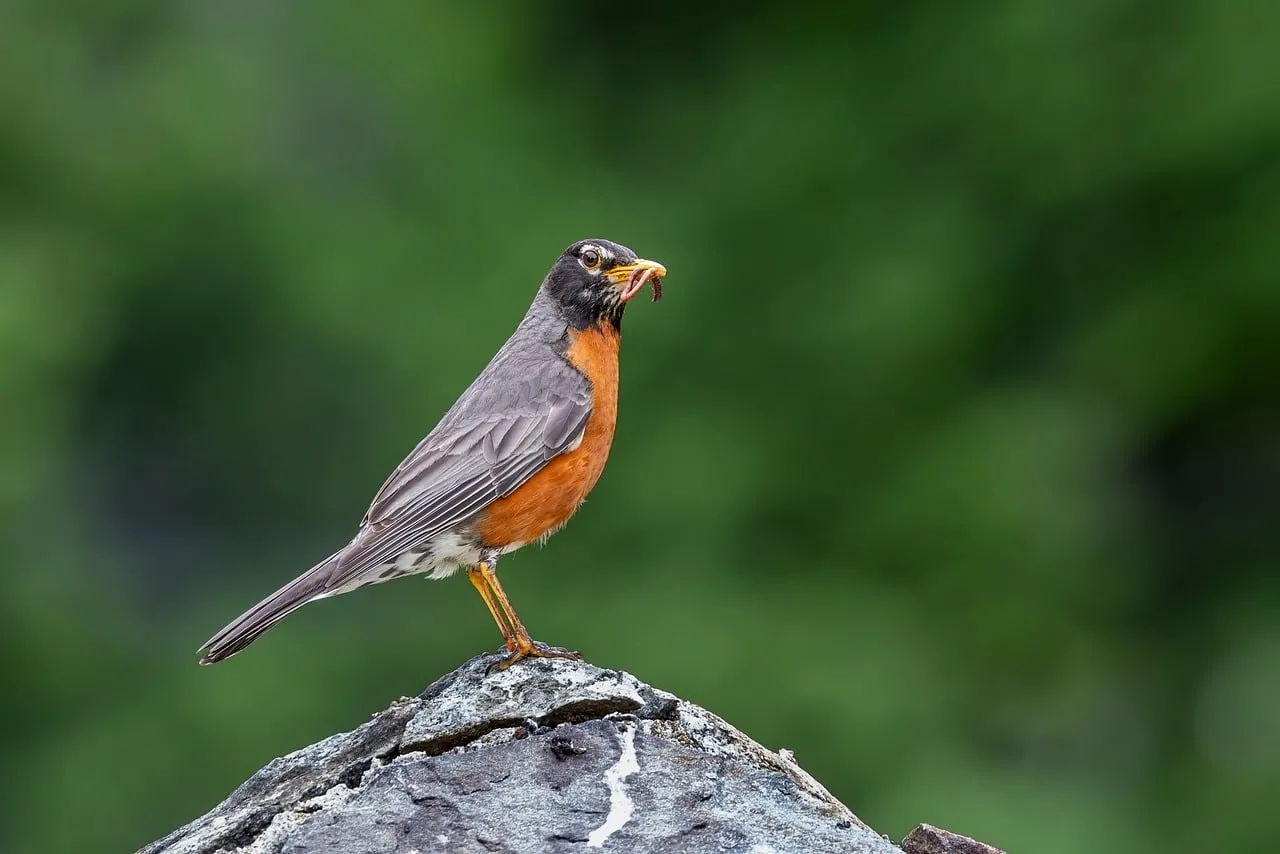 Vibrant Robin's Catch: Nature's Hunter in Focus