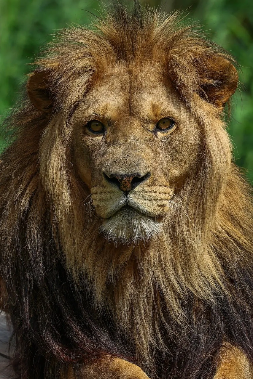 Intense Gaze: Majestic Lion King of the Savanna