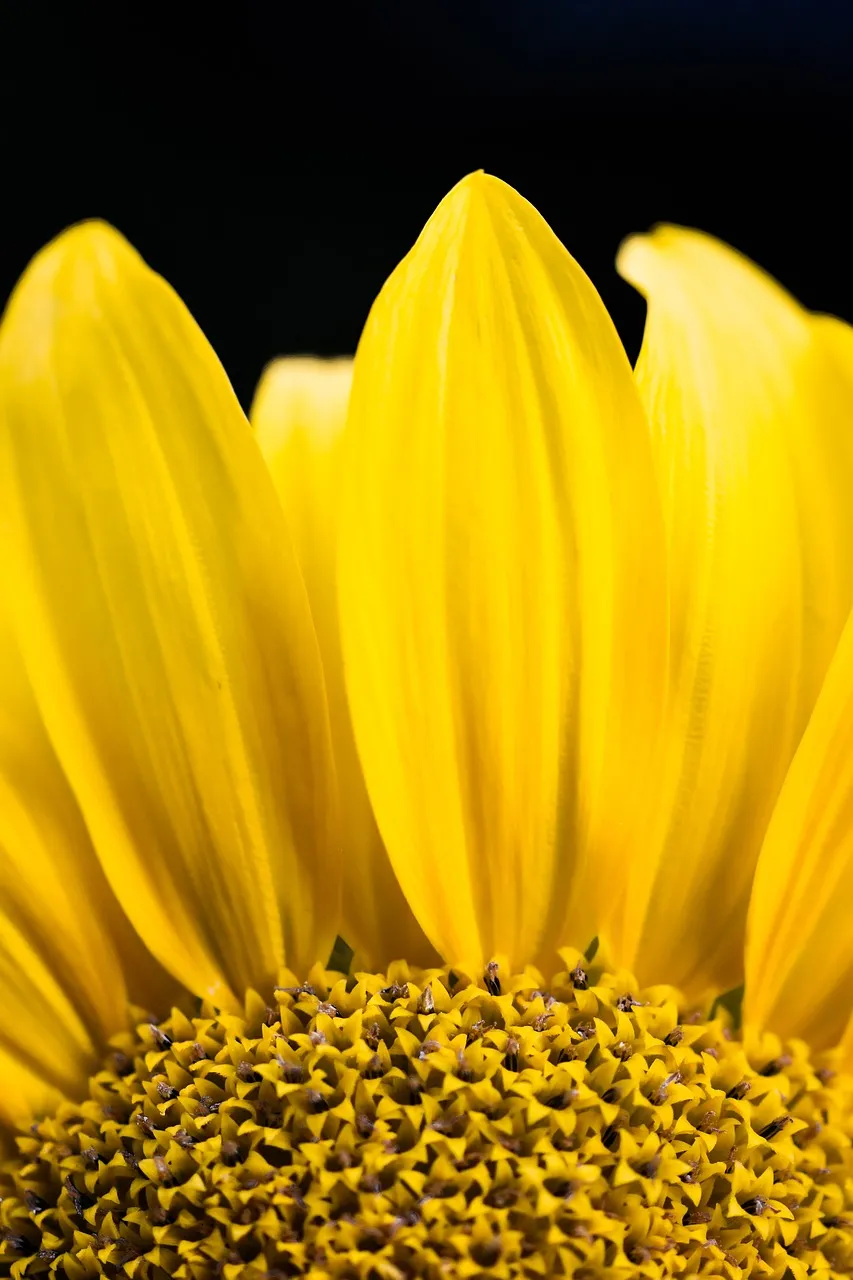 Vibrant Sunflower Macro: Golden Petals and Pollen Details