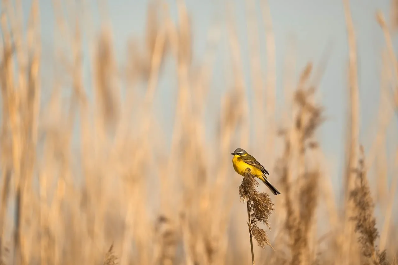 Vibrant Yellow Wagtail Perched: Nature's Solitary Gem