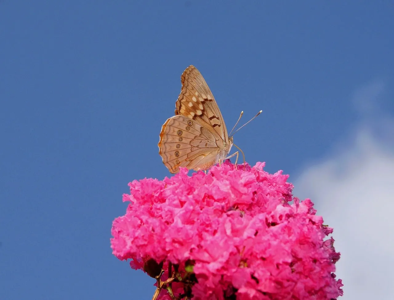 Vibrant Butterfly Alights on Pink Bloom Under Blue Sky
