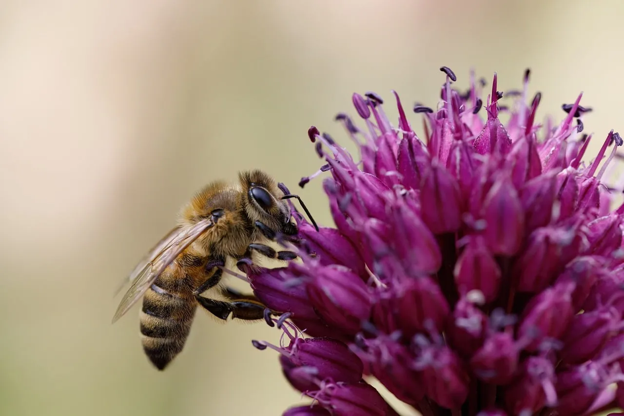 Vibrant Bloom: Bee Pollinating Allium Flower
