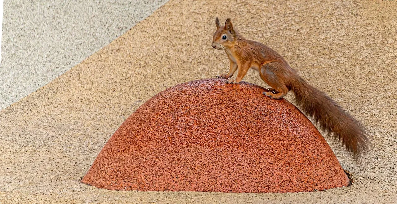 Alert Red Squirrel: Adorable Wildlife on Urban Surfaces
