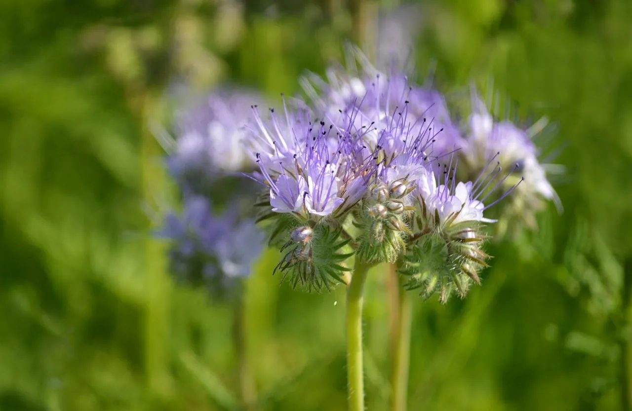 Vibrant Purple Phacelia: A Pollinator's Paradise