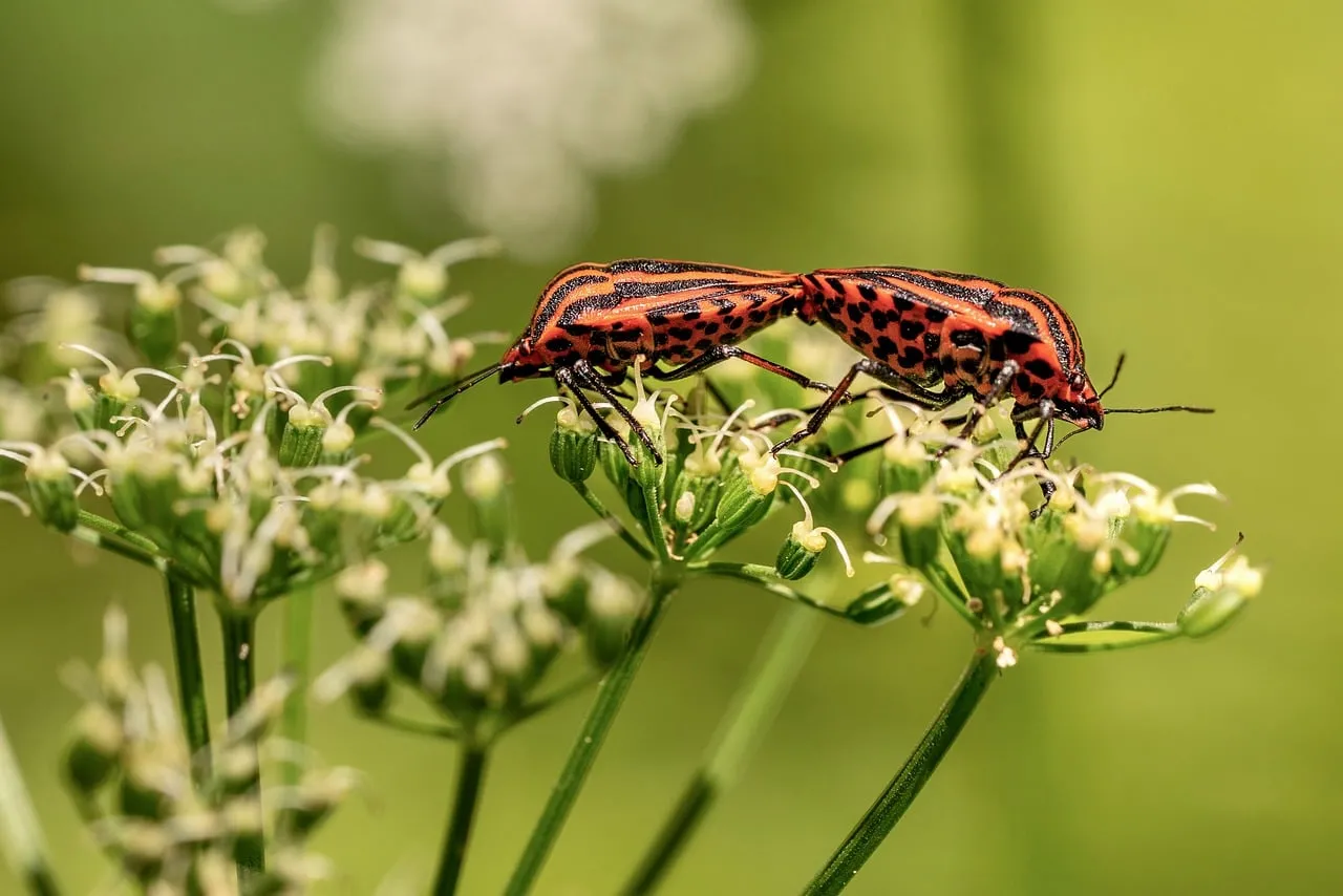 Vibrant Striped Bugs Mating on Delicate Fennel Flowers