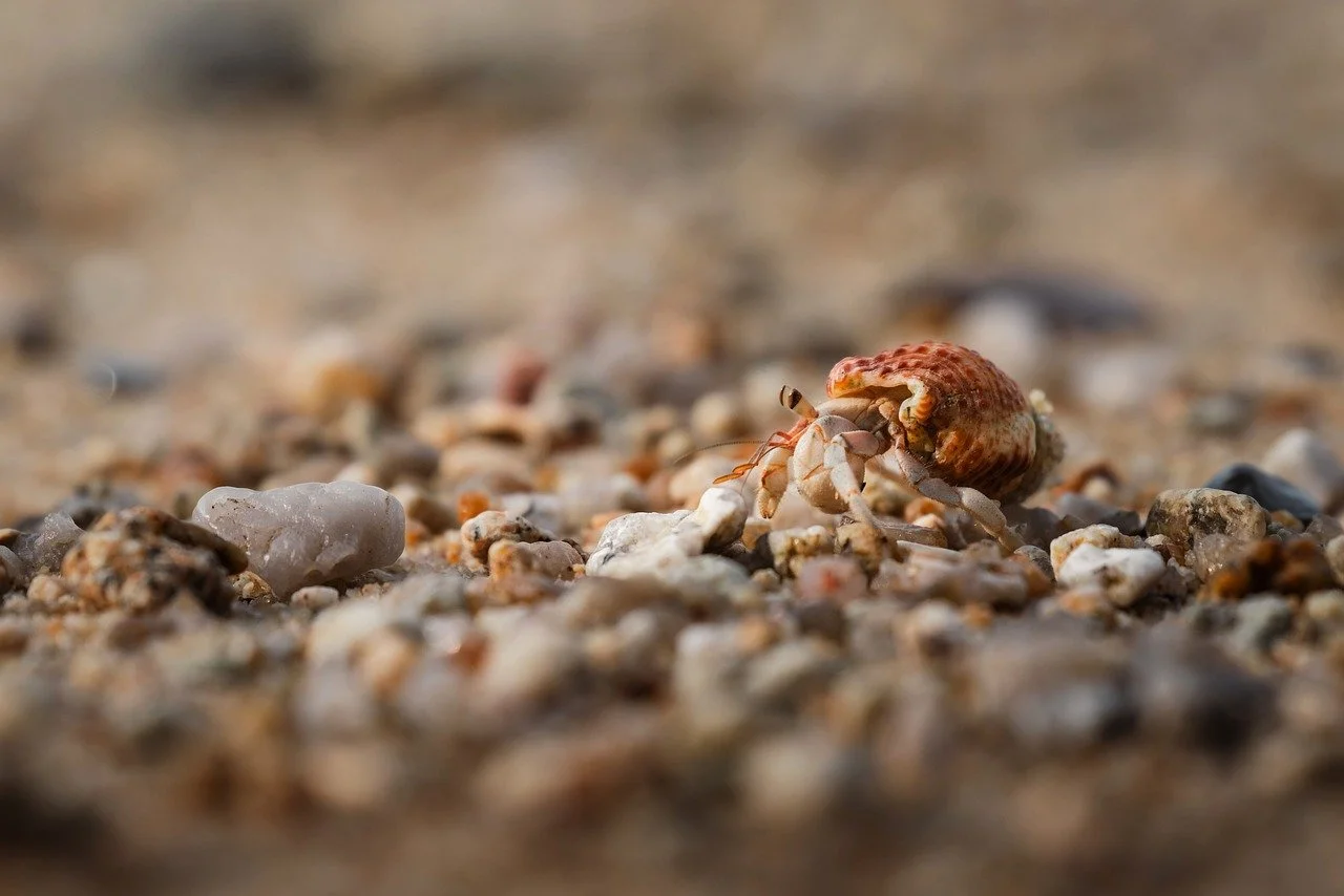 Enchanting Macro: Tiny Hermit Crab's Coastal Exploration