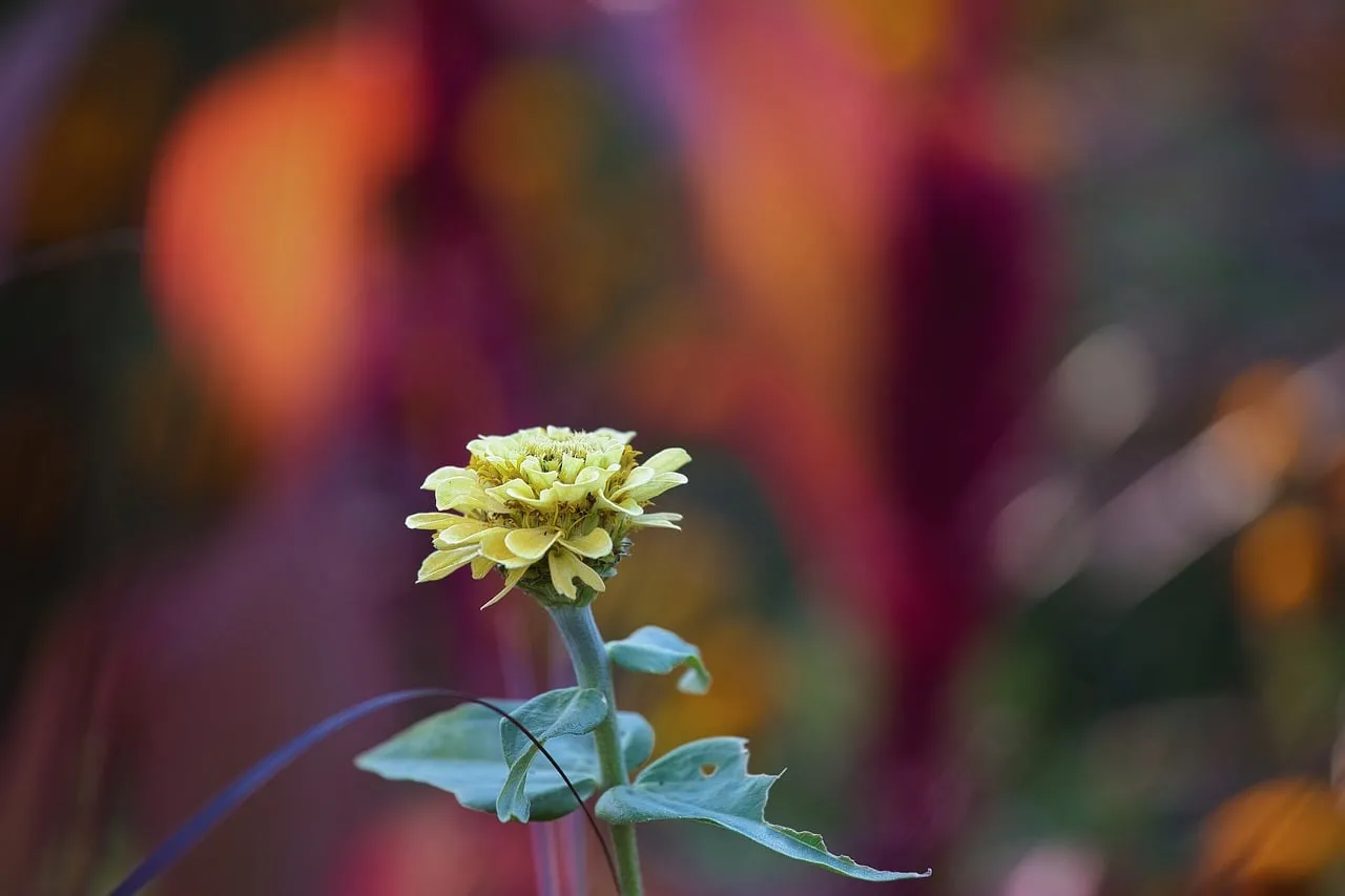 Vibrant Autumn Zinnia: Nature's Macro Masterpiece