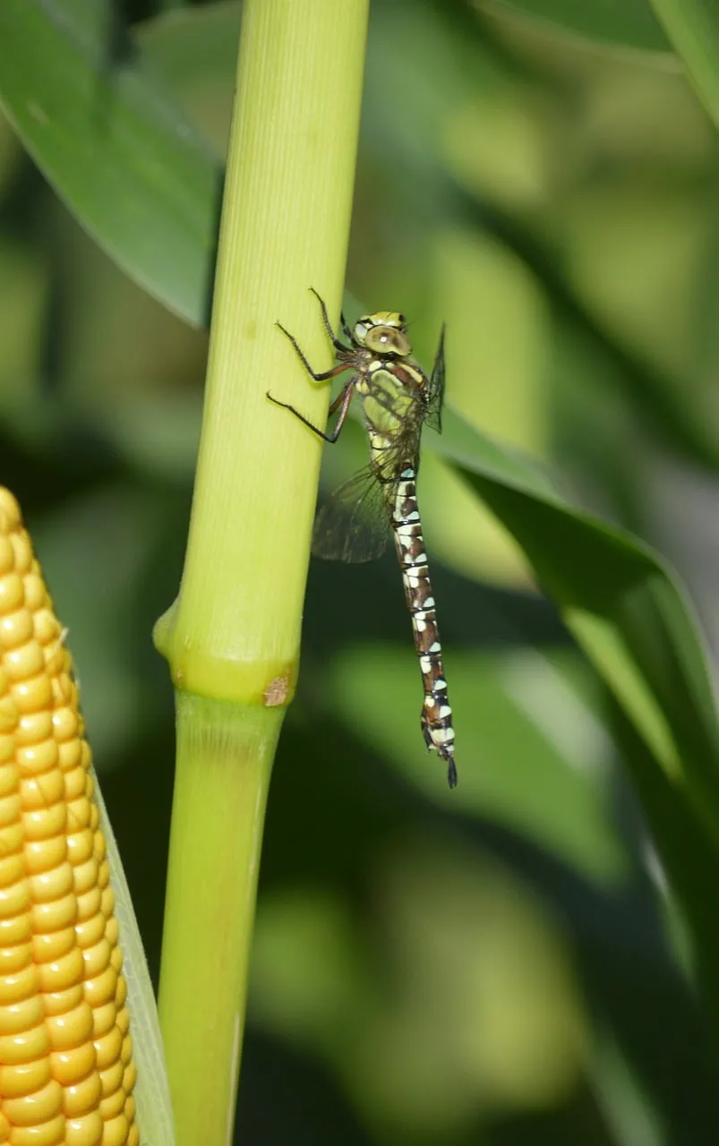 Vibrant Green Dragonfly: A Summer Macro Marvel