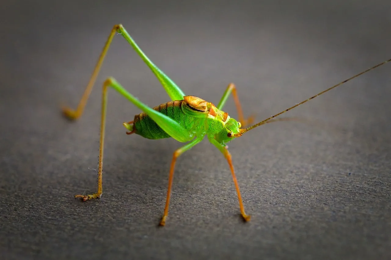 Vibrant Green Grasshopper: A Macro Nature's Marvel