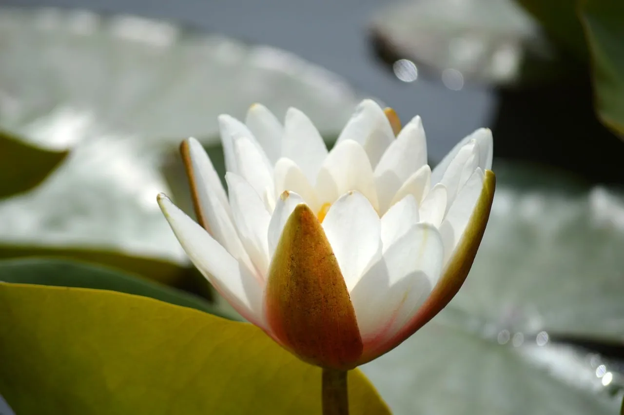 Stunning White Water Lily Blossom on Reflective Pond