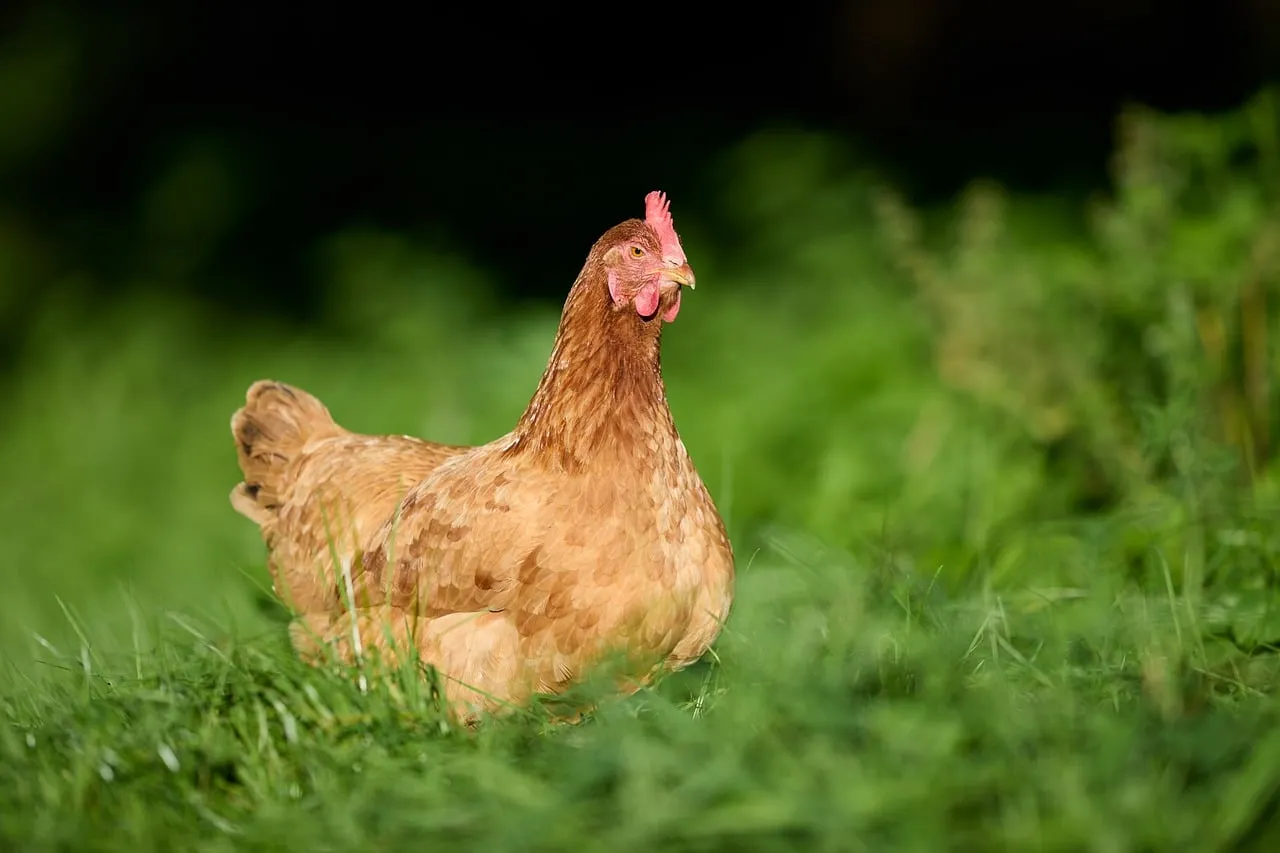Vibrant Free-Range Hen Grazing on Lush Green Grass