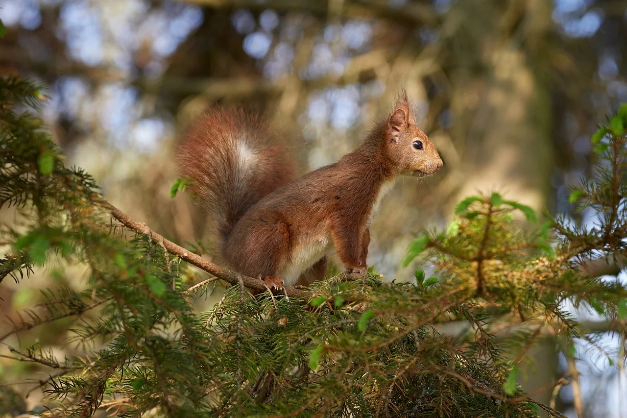Vibrant Red Squirrel Perched on a Pine Branch in Spring